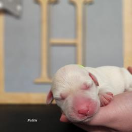 Pattie - Yellow female Labrador Retriever puppy in Macomb, Missouri from Hicks Family Homestead