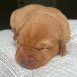 Dark pink - Yellow female Labrador Retriever puppy in Monticello, Georgia from Hollow Meadows Retrievers