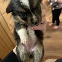 American Corgi Puppies from Highland corgis