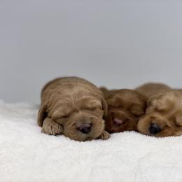 Australian Labradoodle Puppies from Pixie Doodle Paws