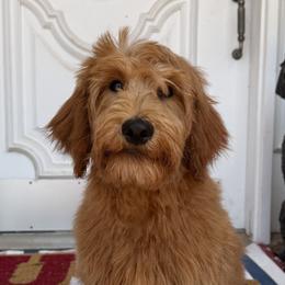 Bearded Retrievers, Goldendoodles, and Labradoodles from Wilson Family Companions
