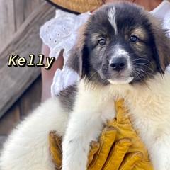 Karakachans from Luxelivestock and Transportation