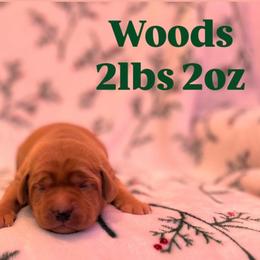 Woods - Yellow male Labrador Retriever puppy in Puyallup, Washington from 12 Door Farm Labradors