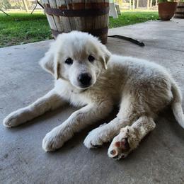 Lily - White female Great Pyrenees puppy in Kennewick, Washington from Sara's Great Pyrenees