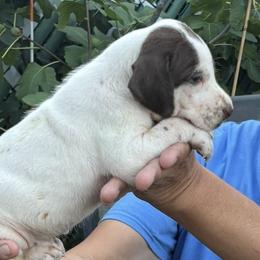Two - Liver and white male German Shorthaired Pointer puppy in New Bedford, Massachusetts from Foot Hunter Kennel