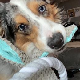 Miniature Australian Shepherd and Toy Australian Shepherd All Grown Up from Elk Creek Aussies