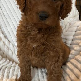 Goldendoodle Puppies from Penny Doodles VA