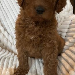 Goldendoodle Puppies from Penny Doodles VA