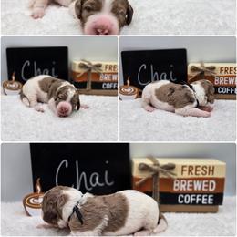 Chai - Parti male Goldendoodle puppy in Summerville, South Carolina from Channys Doodles