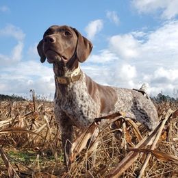 English Cocker Spaniels and German Shorthaired Pointers from Chapman Bird Dogs