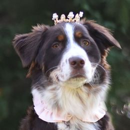 Australian Shepherd Puppies from Fairytail Aussies