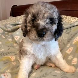 Soufflé - Merle female Labradoodle puppy in Greensboro, Georgia from B’s Doodles