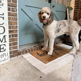 Draco - Parti male Goldendoodle puppy in Macclenny, Florida from Baker County Goldendoodles