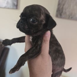 Tater - Brindle male Pug puppy in Olin, North Carolina from Piggy Pugs