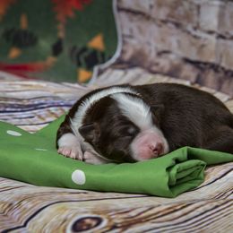 Miniature Australian Shepherd Puppies from Rocky Mountain Mini Aussies