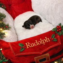 Rudolph - Black and white male American Corgi puppy in Temple, Texas from Silver Moon Cardigan and American Corgis