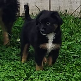 Daisy - Black tri female Miniature Australian Shepherd puppy in Charlotte, North Carolina from Dave's Mini Aussies