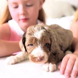 Samson - Red merle male Aussiedoodle puppy in Orland, California from Shockley’s Elite Doodles