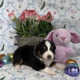 Girl 3 - female Miniature American Shepherd puppy in Kalama, Washington from Lone Pine Miniature American Shepherds