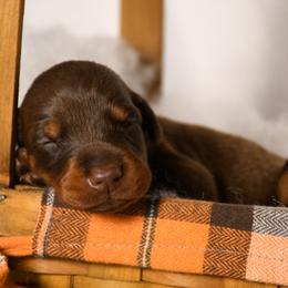 Girl 6 - Red and rust female Doberman Pinscher puppy in Overton, Texas from Obsidian Kennel