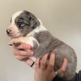 Jade - Blue merle female Australian Shepherd puppy in Weeki Wachee, Florida from Ace of Spades Australian Shepherds