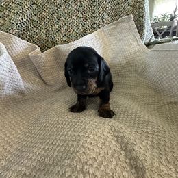 Dachshund Puppies from King Funny Farm