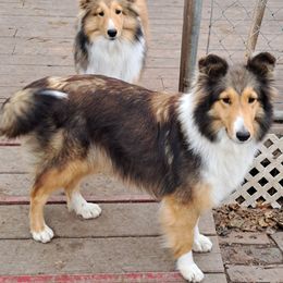 Wanda - Shetland Sheepdog