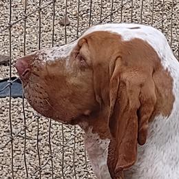 Gwenivere Gwen - Bracco Italiano