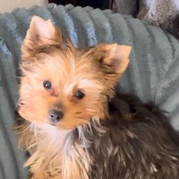 Sassy - Black and tan female Yorkshire Terrier puppy in Laughlin, Nevada from Dani’s Yorkie’s