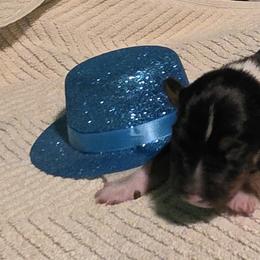 Emmett - Black tan and white male Rat Terrier puppy in Divide, Colorado from Outlaw Farm and Kennel