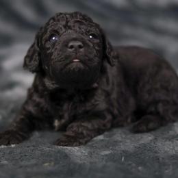 Pooh - Black and white male Aussiedoodle puppy in Casa, Arkansas from Blue Diamond Puppies