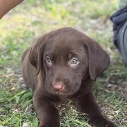 Blue - Chocolate male Labrador Retriever puppy in Oklahoma City, Oklahoma from H & H Retrievers