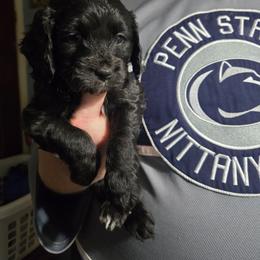 Beetle - Black male Cavapoo puppy in Lewisburg, Pennsylvania from Jessie's Puppies