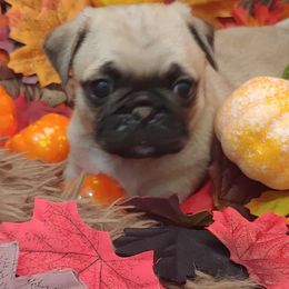 Pugs from Brenda Marquez