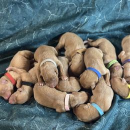 Sonic x Surf male puppy - Chestnut male Pharaoh Hound puppy in Vancouver, Washington from Nefer-Temu Pharaoh Hounds