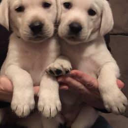 Labrador Retriever Puppies from Southfork Labradors