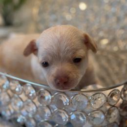 Winnie - Cream female Chihuahua puppy in Seneca, Missouri from Stephanie’s Puppy Colony