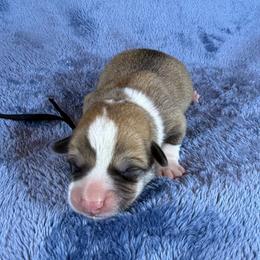Black Collar Male - Sable male Pembroke Welsh Corgi puppy in Victoria, Texas from Clear Creek Corgis