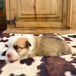 Boy 2 - Red male Pembroke Welsh Corgi puppy in Johnson City, Texas from McCall Creek Corgis