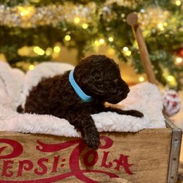 Blitzen - Chocolate male Labradoodle puppy in Candler, North Carolina from Maple Bakin’ Doodles