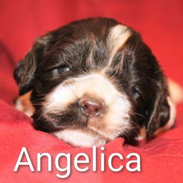 Angelica - Brown and white female Cocker Spaniel puppy in Perry, Arkansas from Parker's Cockapoos