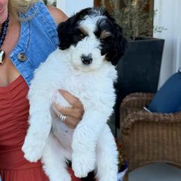 Laura - Tri-color female Bernedoodle puppy in Yuba City, California from Ranch House Doodles