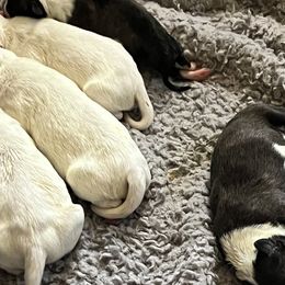 Bull Terriers from Palmer’s Bullies