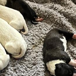 Bull Terriers from Palmer’s Bullies