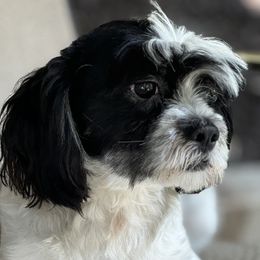 Jack - Lhasa Apso