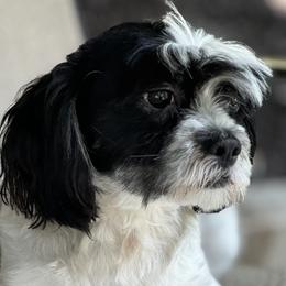 Jack - Lhasa Apso