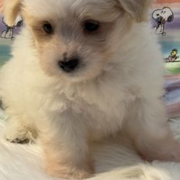 Boy 3 - male Coton de Tulear puppy in Florida from Dynasty Cotons of Florida
