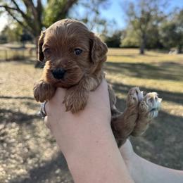 Apollo - Red  male Goldendoodle puppy in Arcadia, Florida from KnuDawn Goldendoodles and Cavapoos