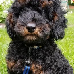 Poodles from MaryMargaret's Pups