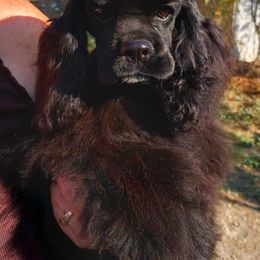 Cocker Spaniel Puppies from Stargazer Kennel
